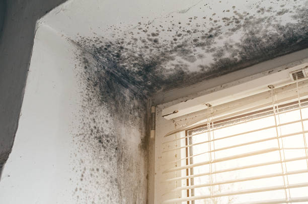 Affordable Mold Inspection And Testing solutions in Fountainville, PA